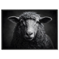 Soul of a sheep - Alu-Dibond wall art featuring a mountain sheep with serene expression and textured wool.