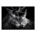 Tenderness of deer - Alu-Dibond wall art featuring two deer in a tender moment, symbolizing connection and harmony.