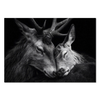 Tenderness of deer - Alu-Dibond wall art featuring two deer in a tender moment, symbolizing connection and harmony.
