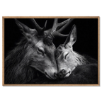 Tenderness of deer - Alu-Dibond wall art showcasing two deer in a tender moment of connection and trust.