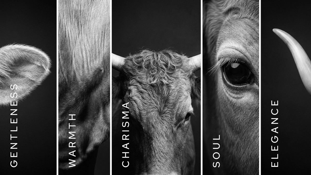 Fragments that inspire – The charisma of a cow
