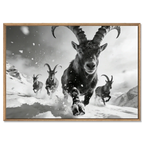 The Running Ibex – Alu-Dibond wall art featuring alpine ibex charging through snow.
