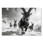 The Running Ibex – Alu-Dibond wall art featuring a powerful ibex charging through snow.