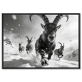 The Running Ibex – Alu-Dibond wall art featuring alpine ibex charging through snow.