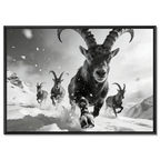The Running Ibex – Alu-Dibond wall art featuring alpine ibex charging through snow.