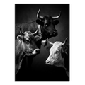 Three Faces of Switzerland featuring Hérens, Swiss Braunvieh, and Simmental cattle in a striking portrait.