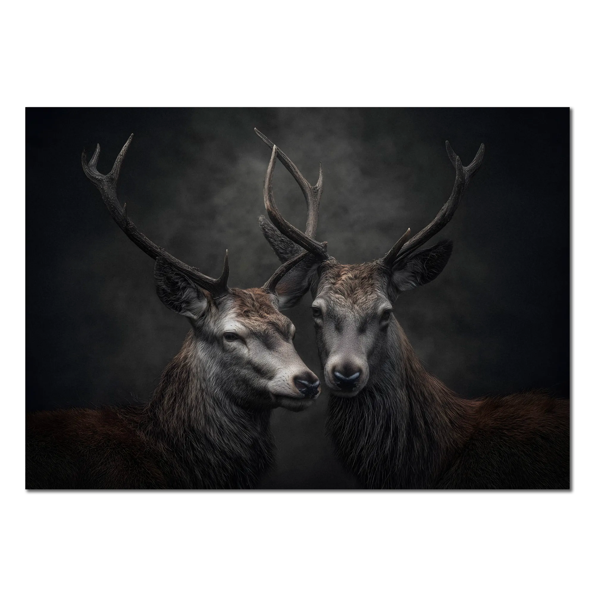 Unity of stags - Alu-Dibond wall art featuring two alpine stags in soft light.