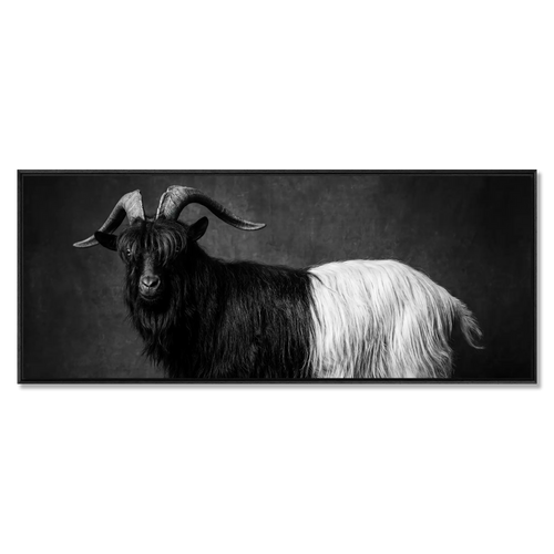 Valais Blackneck goat in black and white, large alpine wall art XXL, showcasing its striking coat and character.
