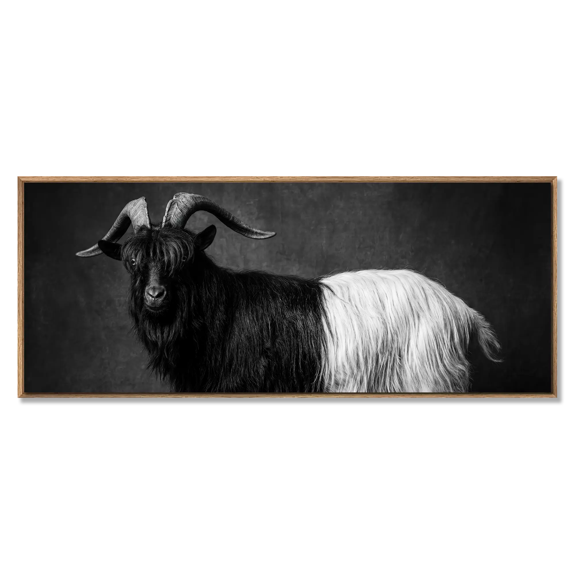 Valais Blackneck goat