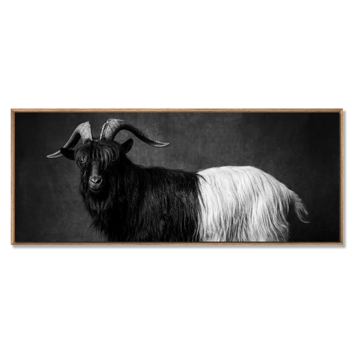 Valais Blackneck goat captured in striking black and white, showcasing its unique coat and horns. Large Alpine Wall Art XXL.