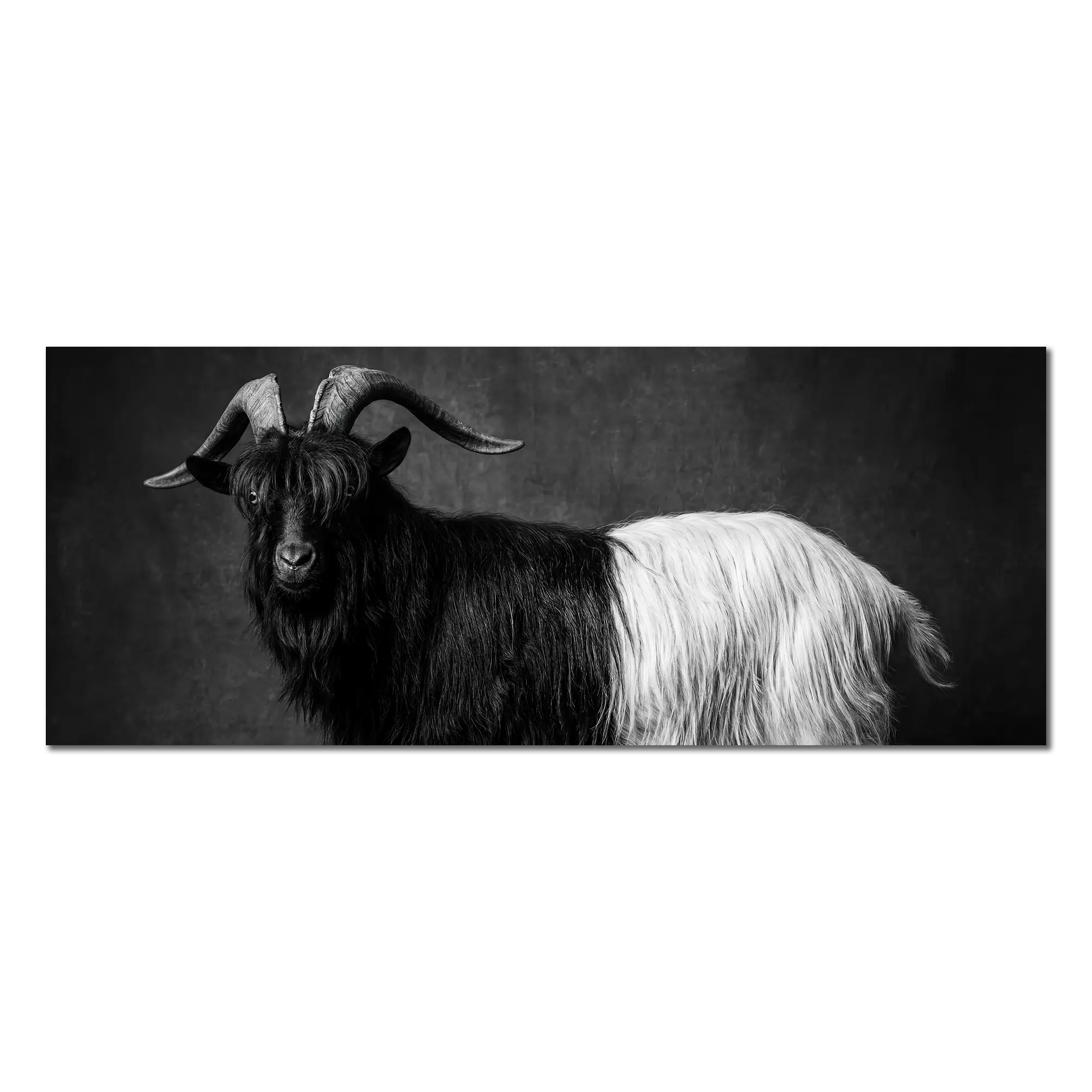 Valais Blackneck goat