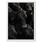 Wagyu Proximity - Poster capturing glossy black Wagyu cattle with rich textures and soft directional light.