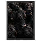 Wagyu Proximity - Poster featuring a tightly framed group of black Wagyu cattle with glossy coats.