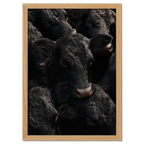 Wagyu Proximity - Poster featuring a group of black Wagyu cattle with glossy coats in rich shadows.