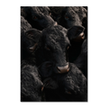 Wagyu Proximity - Poster featuring a close-up of black Wagyu cattle with glossy coats and expressive eyes.