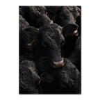 Wagyu Proximity - Poster featuring a close-up of black Wagyu cattle with glossy coats and expressive eyes.
