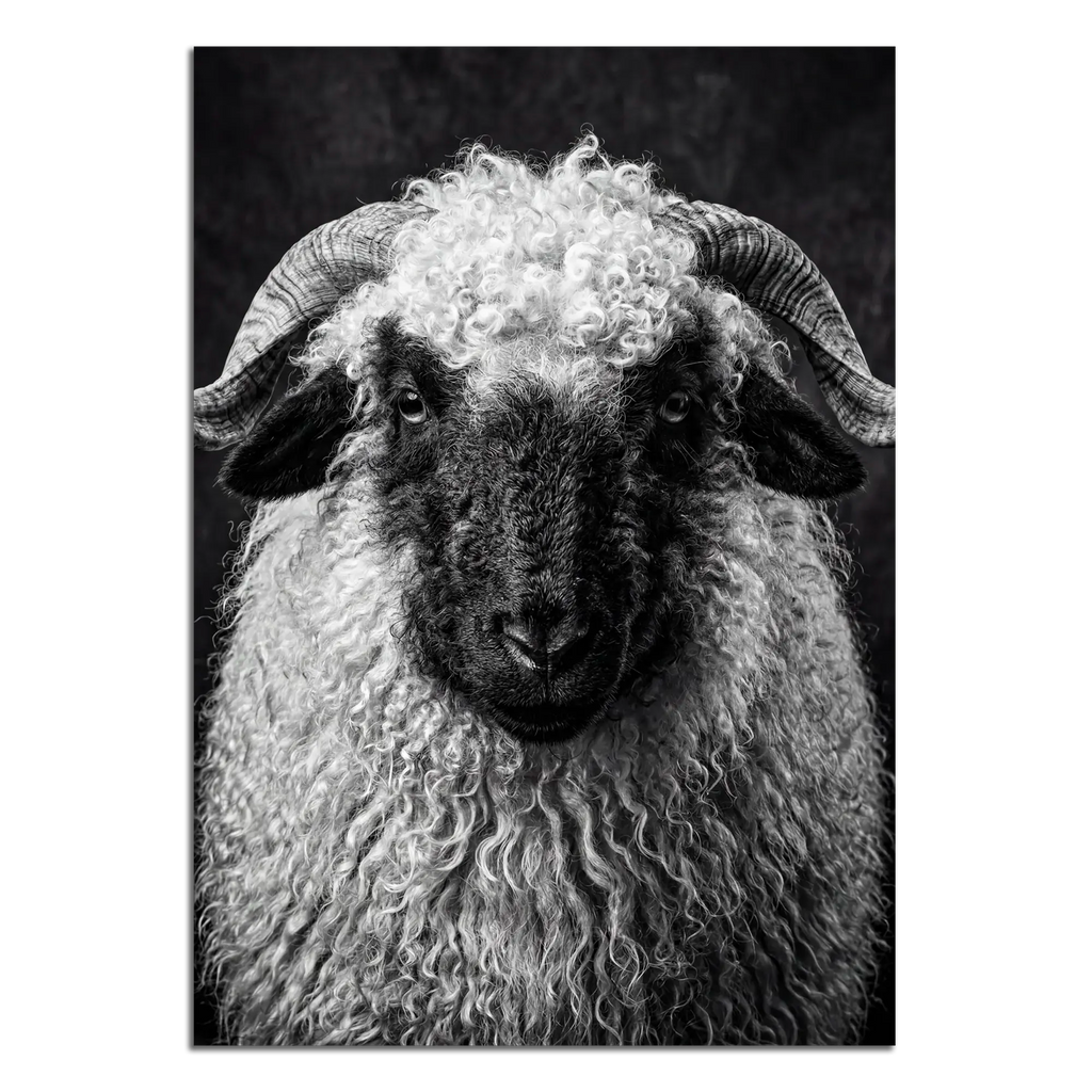 Whimsy of a Valais Sheep artwork featuring a black and white portrait of a Walliser Schwarznasenschaf.
