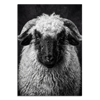 Whimsy of a Valais Sheep artwork featuring a black and white portrait of a Walliser Schwarznasenschaf.