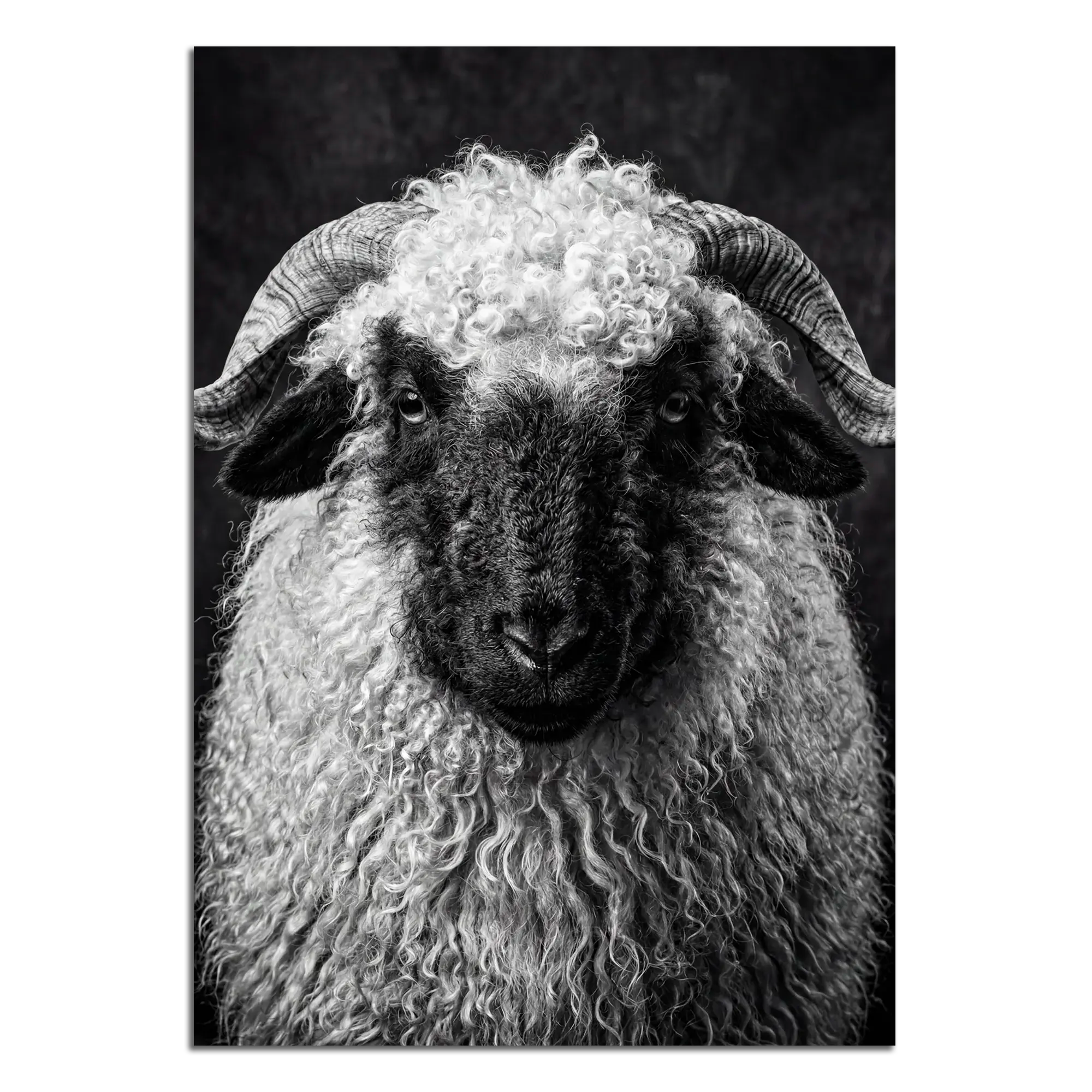 Whimsy of a Valais Sheep artwork featuring a black and white portrait of a Walliser Schwarznasenschaf.