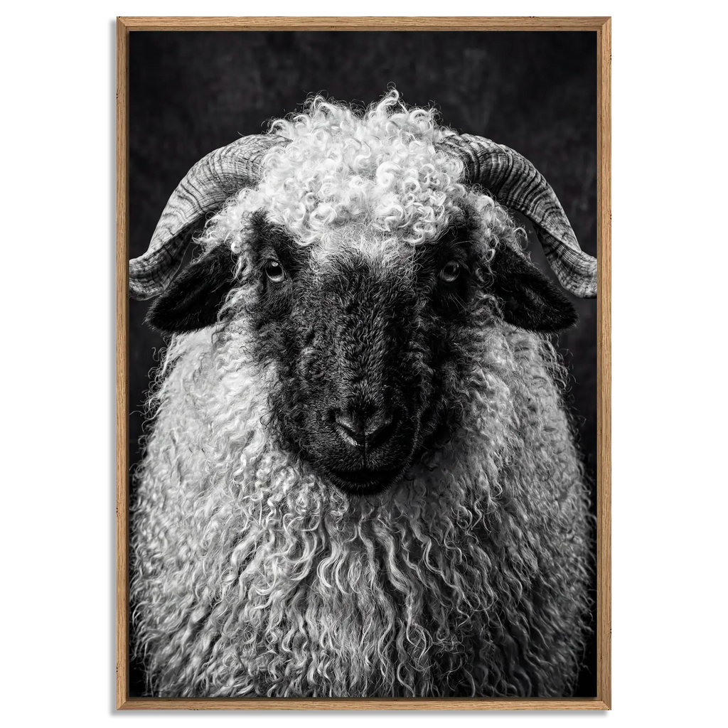 Whimsy of a Valais Sheep artwork with floater frame in natural oak showcasing the Alpine Wall Art's striking details.