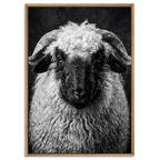 Whimsy of a Valais Sheep artwork with floater frame in natural oak showcasing the Alpine Wall Art's striking details.