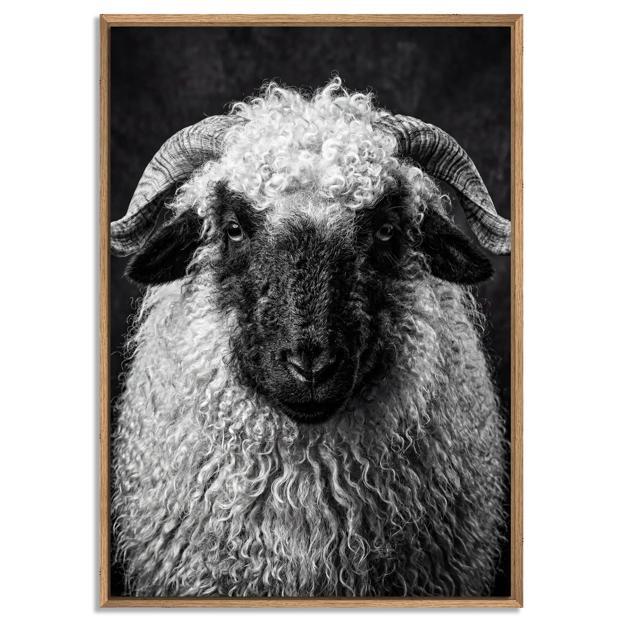 Whimsy of a Valais Sheep artwork with floater frame in natural oak showcasing the Alpine Wall Art's striking details.