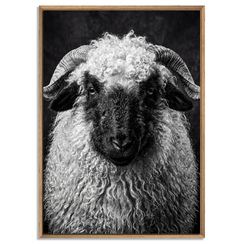 Whimsy of a Valais Sheep artwork with floater frame in natural oak showcasing the Alpine Wall Art's striking details.