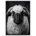 Whimsy of a Valais Sheep artwork featuring Alpine Wall Art, framed in a black floater frame.