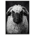 Whimsy of a Valais Sheep artwork featuring Alpine Wall Art, framed in a black floater frame.