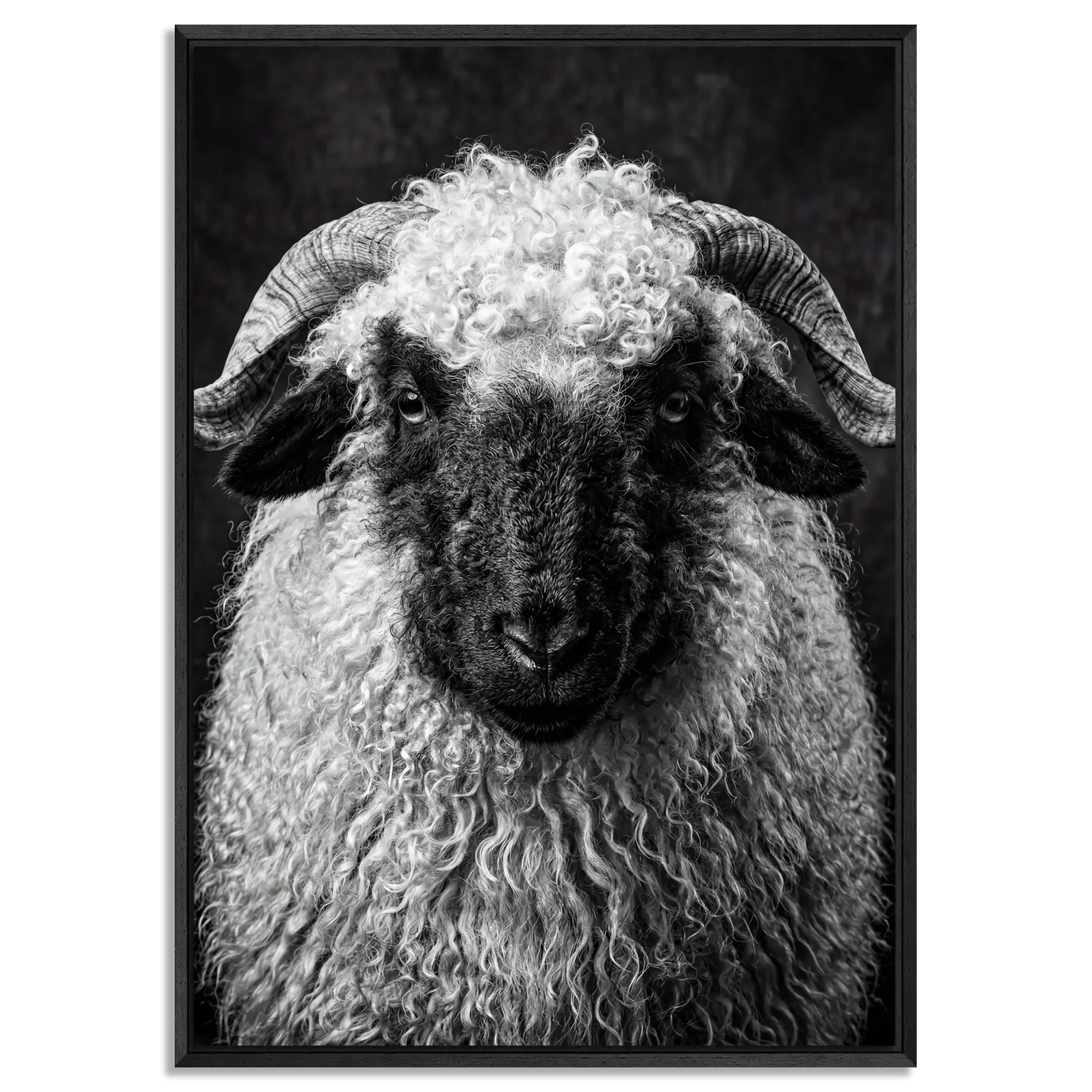 Whimsy of a Valais Sheep artwork featuring Alpine Wall Art, framed in a black floater frame.