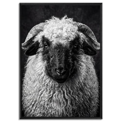 Whimsy of a Valais Sheep artwork featuring Alpine Wall Art, framed in a black floater frame.