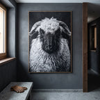 Whimsy of a Valais Sheep