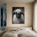Whimsy of a Valais Sheep