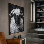 Whimsy of a Valais Sheep
