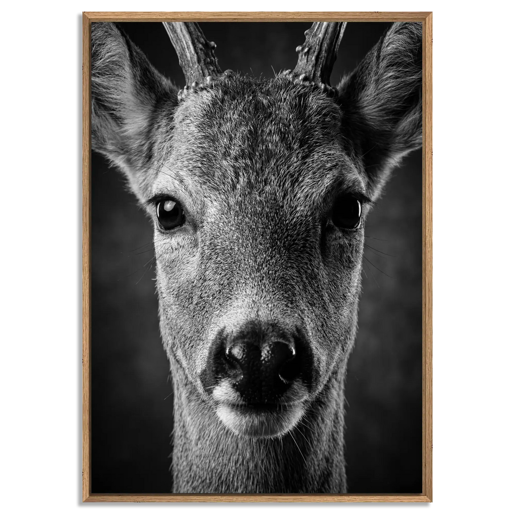 Wonder of a Deer artwork featuring a close-up of a young red deer in a natural oak floater frame. Alpine Wall Art.