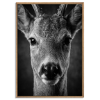Wonder of a Deer artwork featuring a close-up of a young red deer in a natural oak floater frame. Alpine Wall Art.