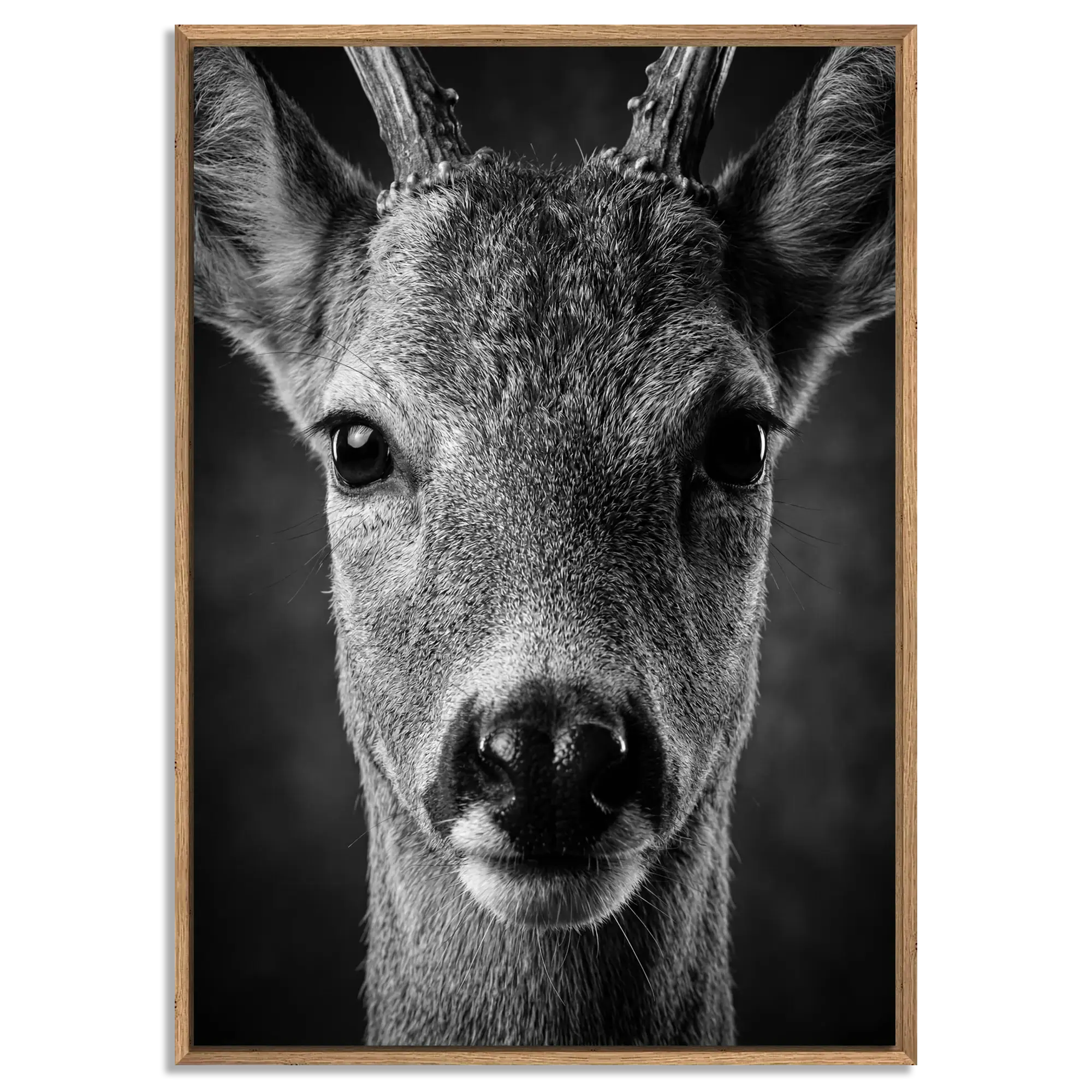 Wonder of a Deer artwork featuring a close-up of a young red deer in a natural oak floater frame. Alpine Wall Art.