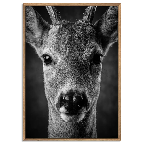 Wonder of a Deer artwork featuring a close-up of a young red deer in a natural oak floater frame. Alpine Wall Art.