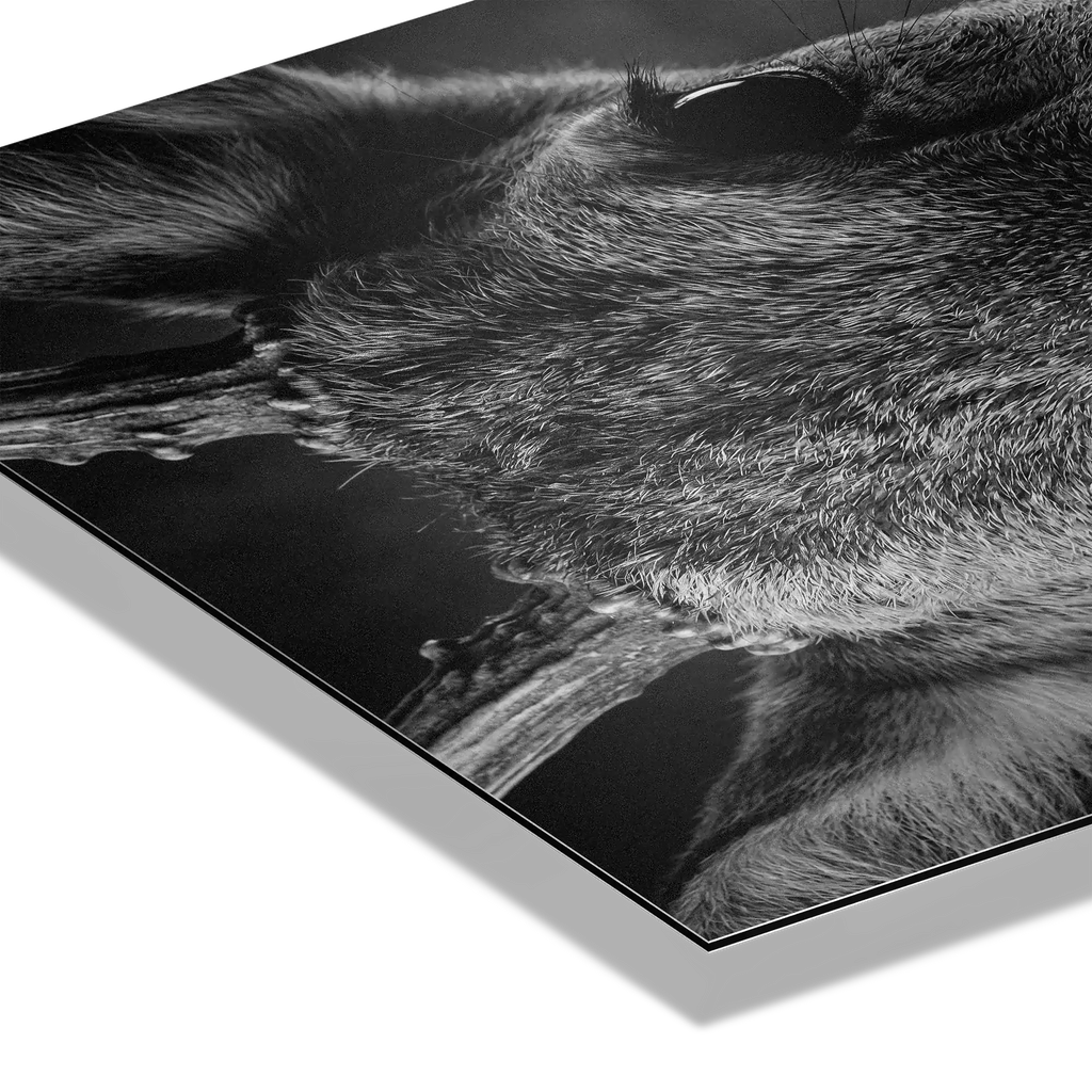 Detailed close-up of a young red deer, showcasing its velvet coat. Wonder of a Deer Alpine Wall Art on Alu-Dibond.