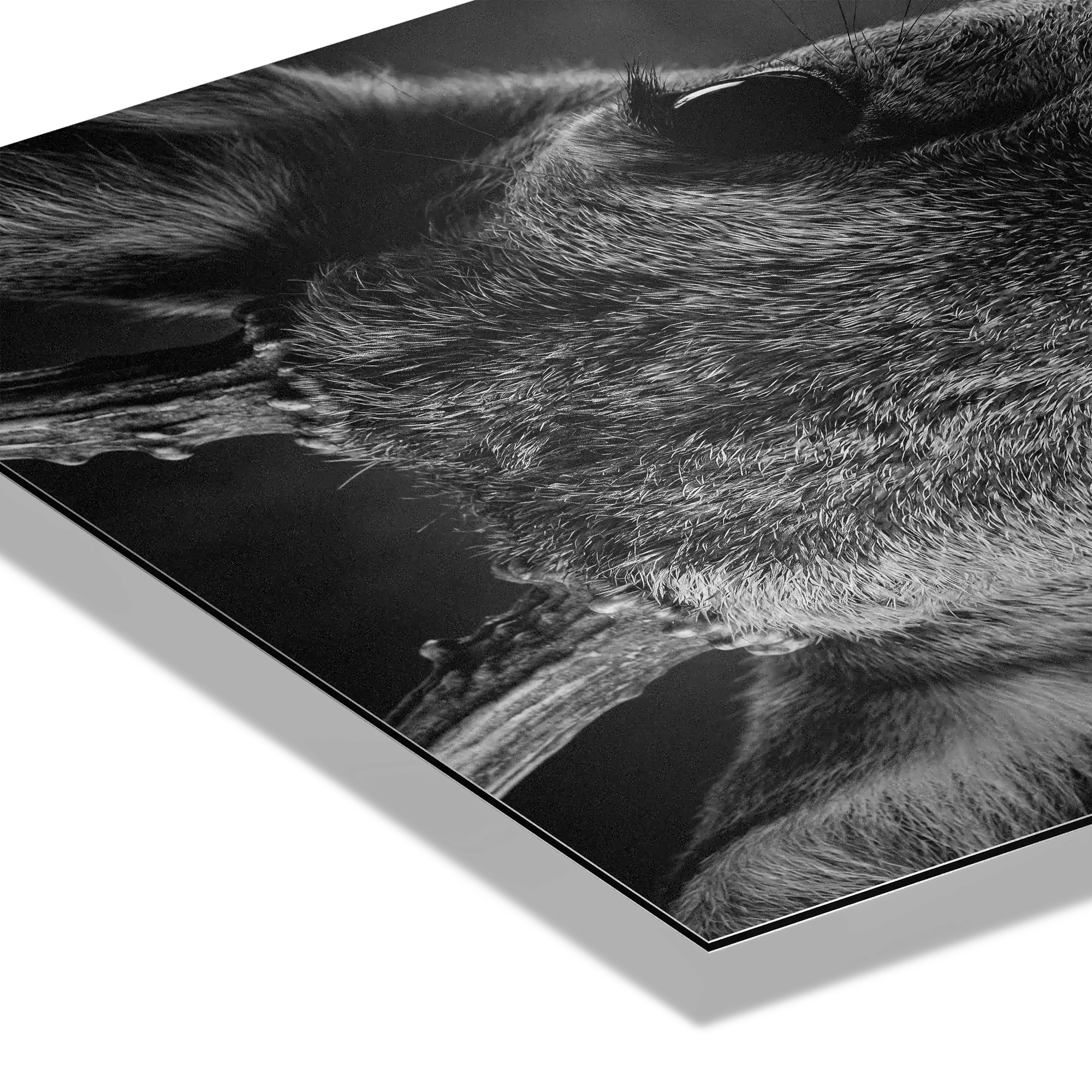 Detailed close-up of a young red deer, showcasing its velvet coat. Wonder of a Deer Alpine Wall Art on Alu-Dibond.
