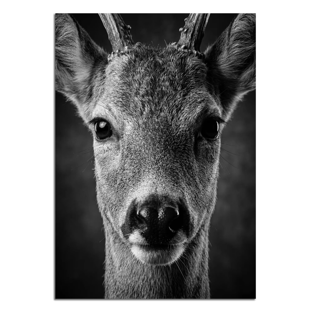 Close-up of young red deer artwork titled Wonder of a Deer, showcasing alpine wall art details.