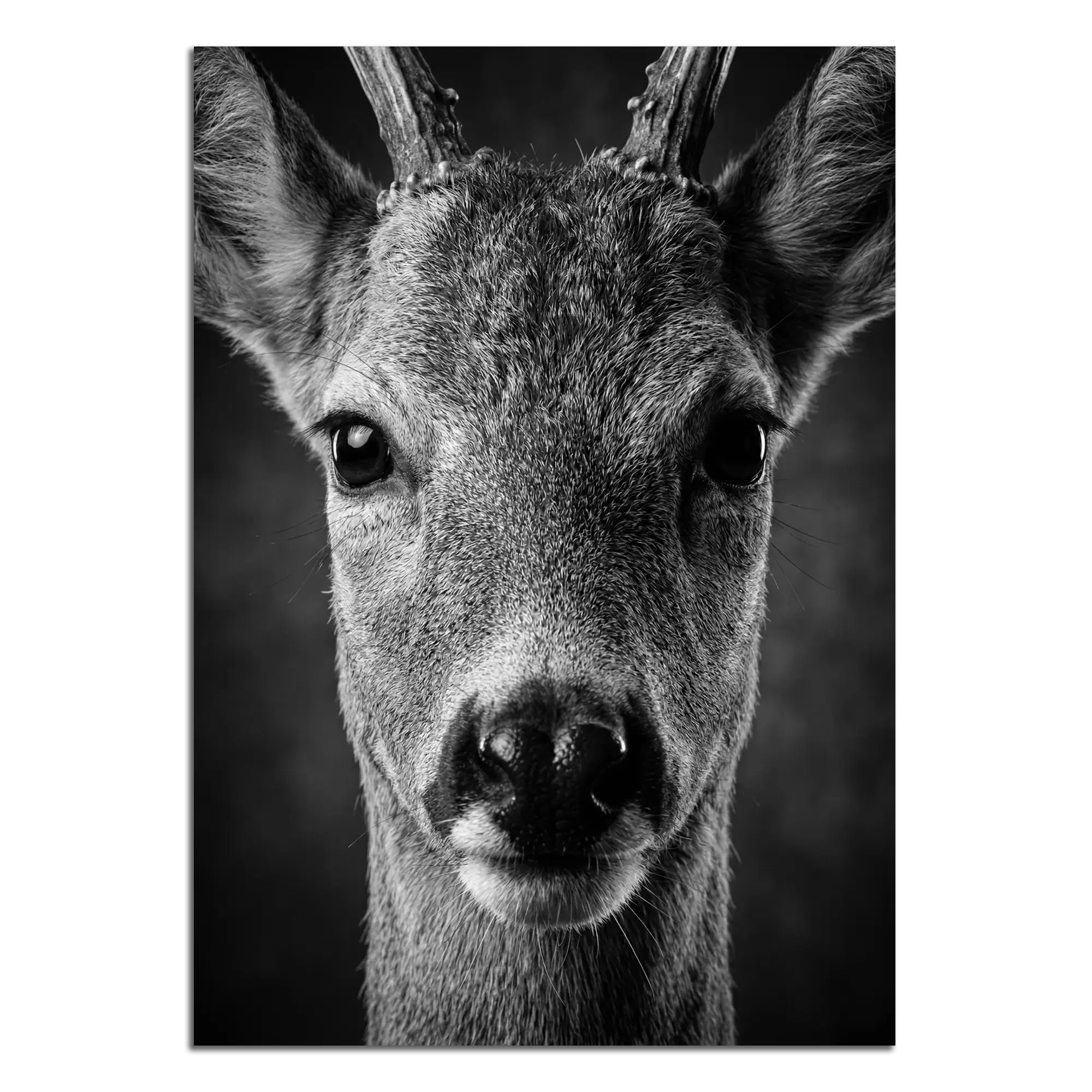 Close-up of young red deer artwork titled Wonder of a Deer, showcasing alpine wall art details.