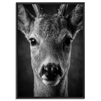 Close-up of a young red deer in black and white, featured in Alpine Wall Art titled 'Wonder of a Deer', framed in black.