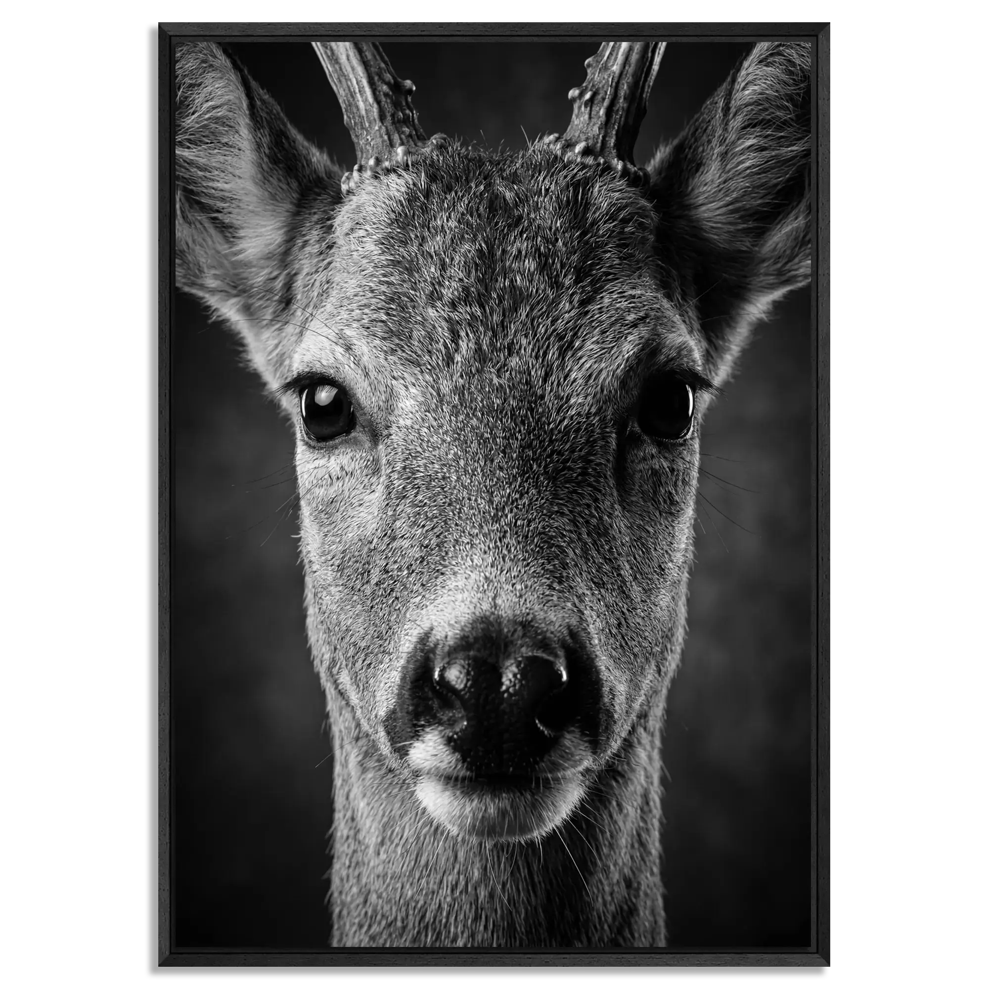 Close-up of a young red deer in black and white, featured in Alpine Wall Art titled 'Wonder of a Deer', framed in black.