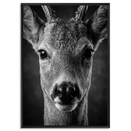 Close-up of a young red deer in black and white, featured in Alpine Wall Art titled 'Wonder of a Deer', framed in black.